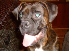 My dog Ali