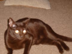 My cat Simone