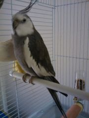 romeo