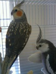 birdies