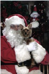 My sweet yorkie with Santa