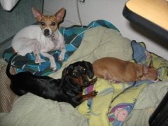 our lil' ones...lol!
