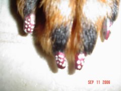 ginger 019