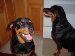 ginger and daphnie 015