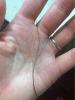 post-185117-0-50127100-1391955494_thumb.jpg