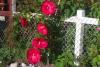 post-205842-13813133173123_thumb.jpg