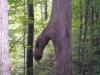 post-204507-13813133470036_thumb.jpg