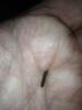 post-59032-13813670147384_thumb.jpg