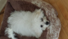 post-151073-0-24635400-1410380521_thumb.png