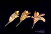 post-204507-13813132287382_thumb.jpg