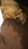 post-65461-13838396511622_thumb.png