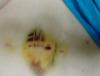 post-208744-13813134331774_thumb.jpg