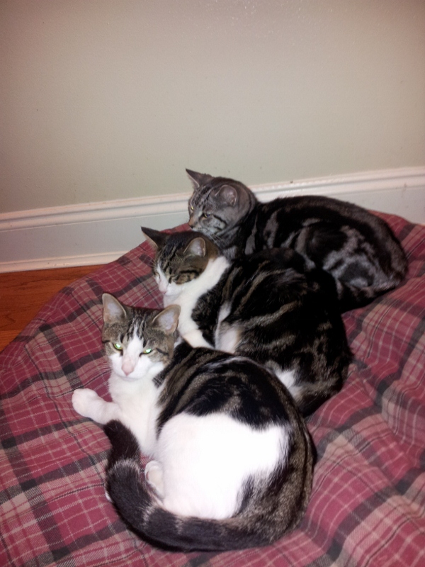Here Are My Cats