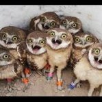 Owl Party