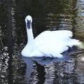 Snowfoot