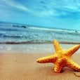 starfishwish