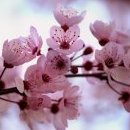Serendippity