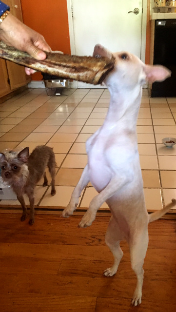 DogLevelUp.jpg.6d478ba244c1a7017bdfc4e2822c64f4.jpg