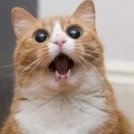 ziggary