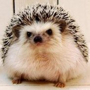 ChubbyHudgie