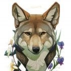 coyote