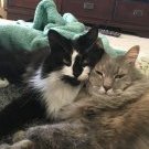 MOcatmom