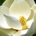 meltingmagnolia