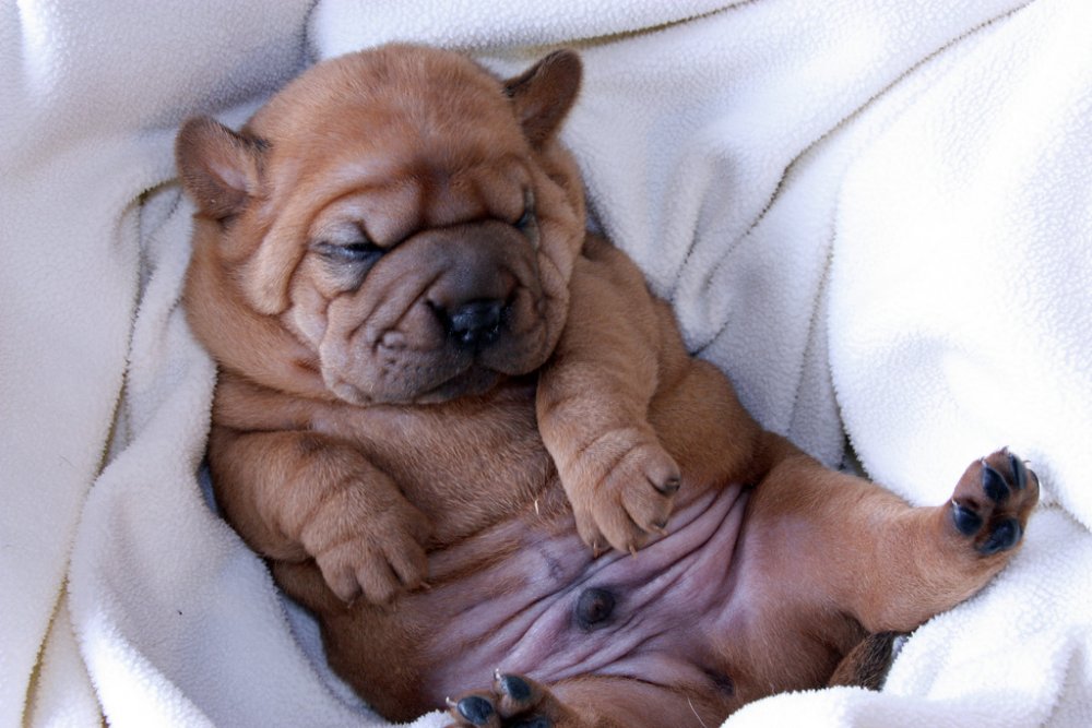 Cocker-Pei-Puppy-Images.jpg