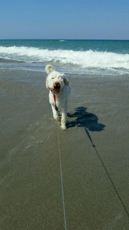 5a82e59b1de70_murphyatbeach.thumb.jpg.a7bc326ada864b571630ba1ff9ae076b.jpg