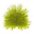Littel_Urchin