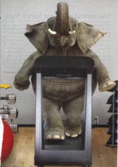 elefante.jpg