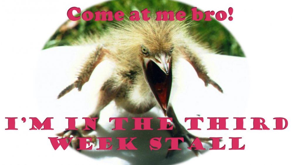 stall.jpg