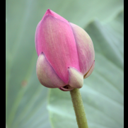 Lotus Sepal