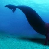 whalephant