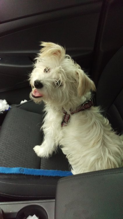 Lola.thumb.jpg.3dd1dbe25803397e19d5adcbc1c3747c.jpg