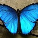 bluebutterfly