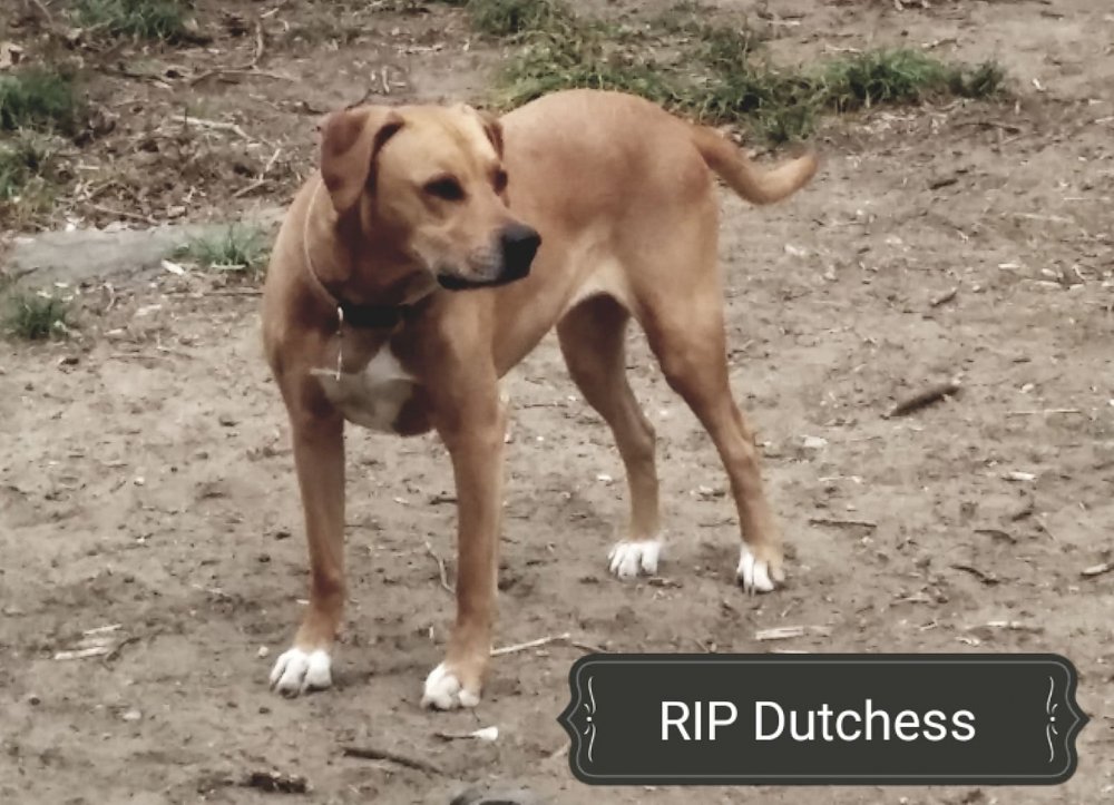 5b22976cb7808_DutchessRIP.thumb.jpg.ada792d7c69bef63e9d2730cb19cb791.jpg