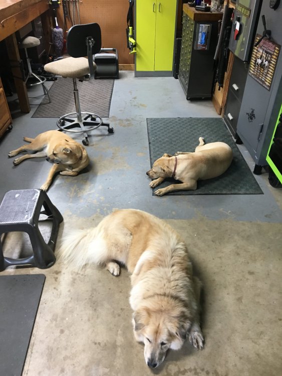 Good Dogs.JPG