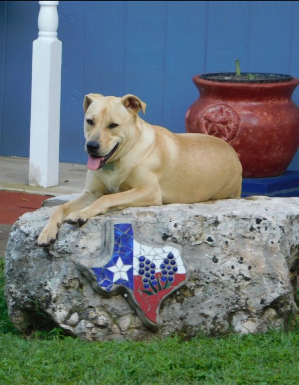 Sandy 1 year old Hound Pit Mix.jpg