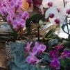 Orchids&Dragons