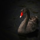 blackswan