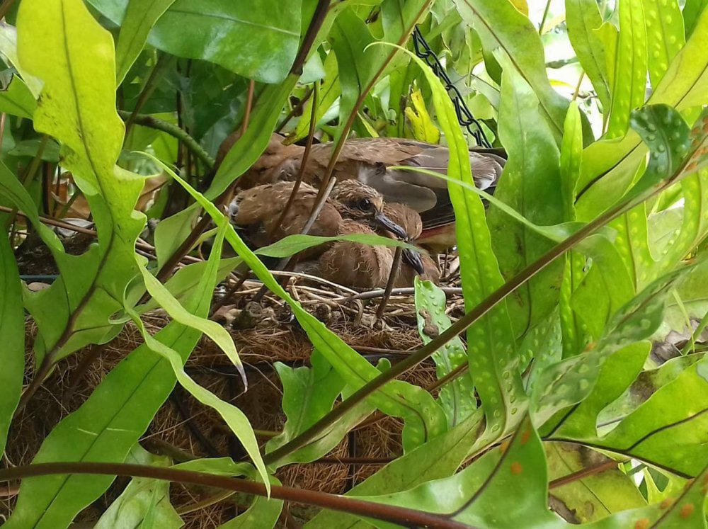 birds.jpg