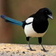 CrankyMagpie