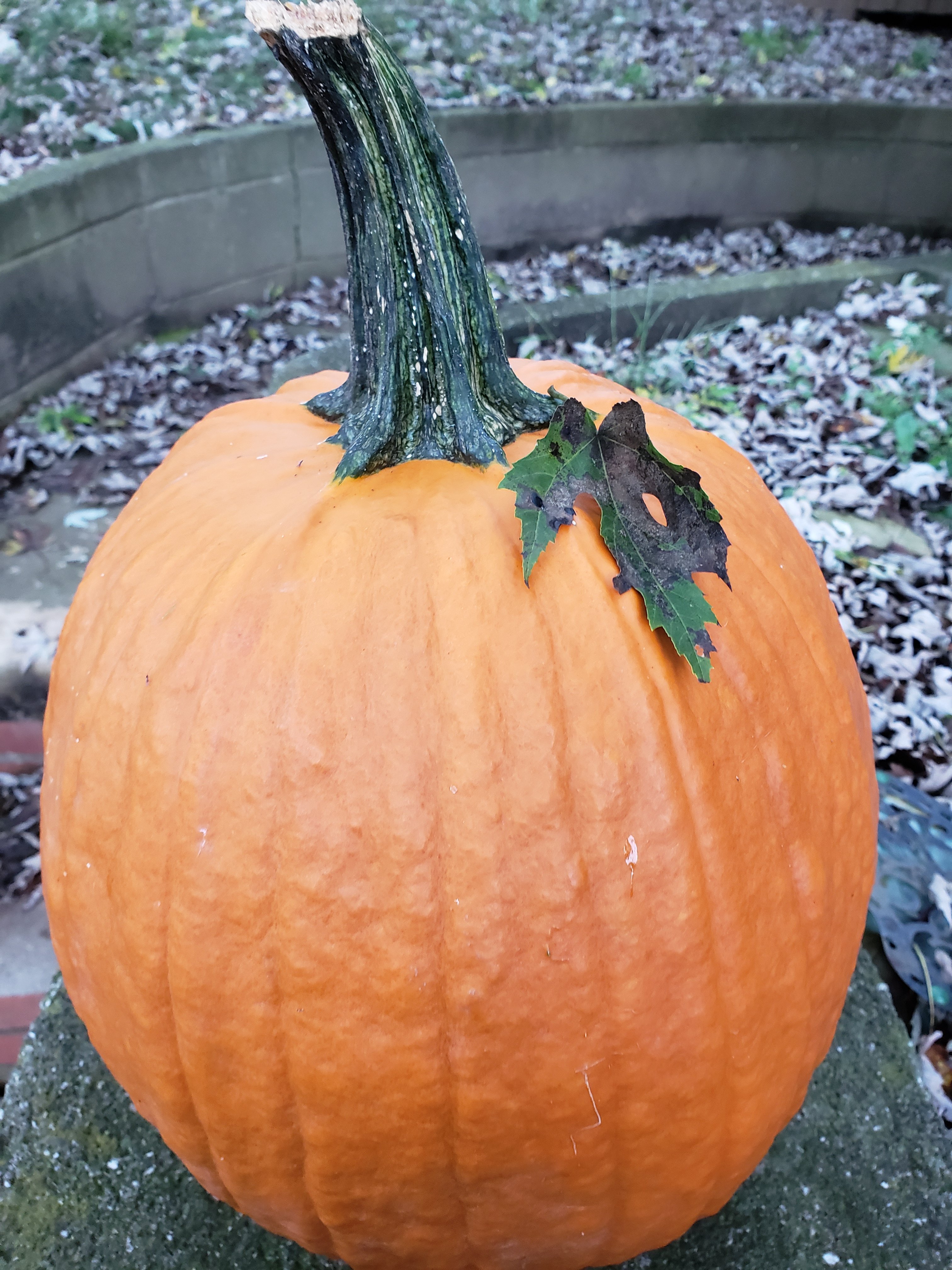 The Fall