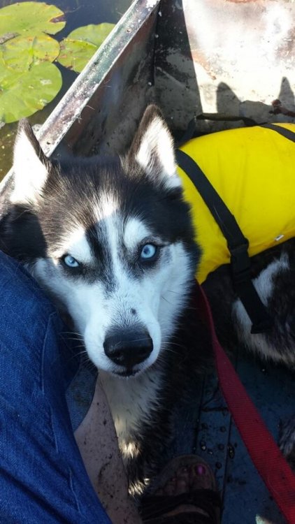 canoe dog 2.jpg