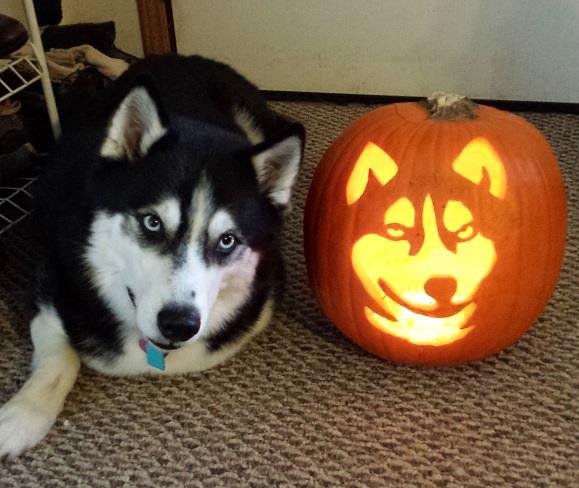 2074197804_aylapumpkin.jpg.5073cce89ac5df9ff8cd4976d5a5f1d5.jpg