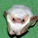 batty_vsg