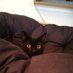 mousecat88