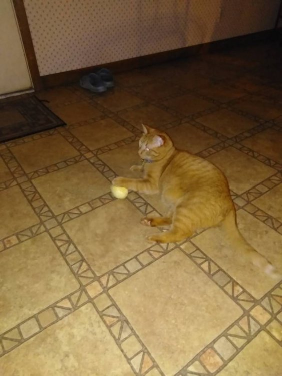 IMG_20190219_235708.jpeg