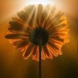 MorningLight